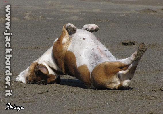 Stringa - Jack Russell Terrier femmina bianco e tan