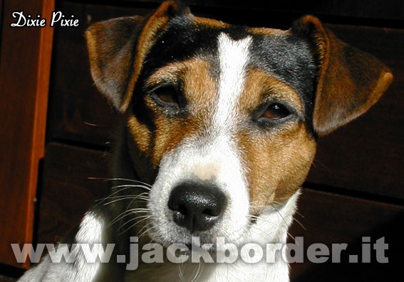 Dixie Pixie - Jack Russell Terrier femmina tricolore